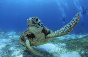 セブボート貸切　セブ現地ツアー　セブアイランドピクニック