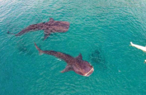 セブ記念撮影　セブジンベイザメ　