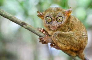 セブ　ボホール飛行機　セブ島ツアー　セブセスナ