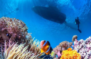 セブ　シャングリラ　ダイビング