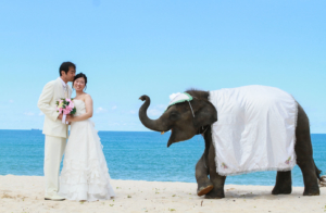 プーケット島フォトウエディング |プーケット島ビーチフォト |プーケットウエディングフォト | プーケット島前撮り|プーケットウエディングフォト|プーケット島撮影|プーケットカメラマン|Phuket Wedding Photo