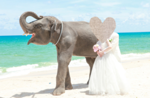 phuket-photo-wedding phuket-wedding プーケットフォトウエディング プーケットウエディング プーケット結婚式 海外挙式　プーケット